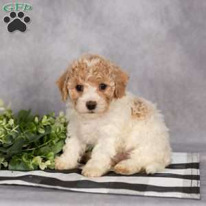 Pixie, Bich-Poo Puppy